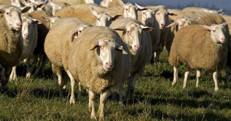 East Friesian Sheep Breed Information History And Facts