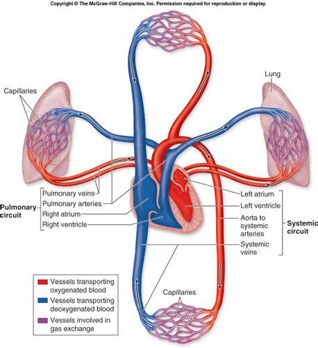 Science Body Systems Flashcards Quizlet