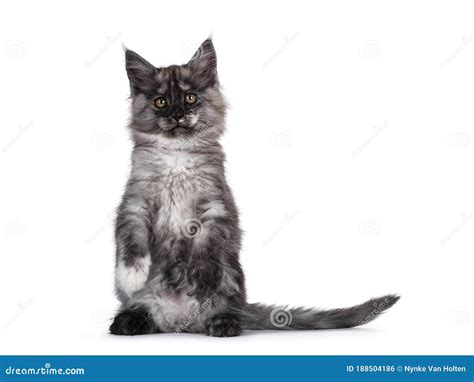 Black Smoke Maine Coon Kitten On White Background Stock Photo Image