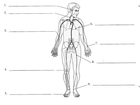 Pulse Points Diagram Quizlet