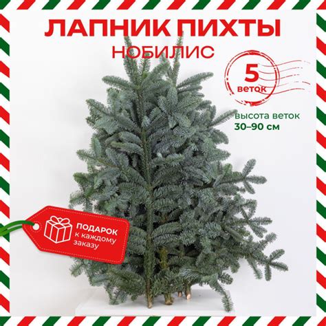 Лапник нобилис пихта 5 веток высота 30-90 см купить на OZON по низкой ...