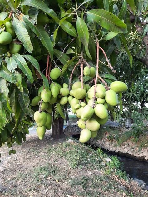 Deliciosos Mangos Verdes En Honduras