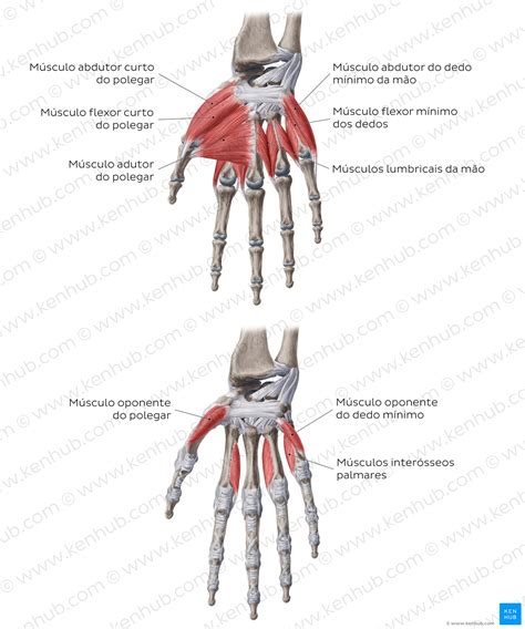 Musculo Da M O Anatomia I