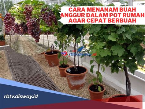 Begini Cara Menanam Anggur Dalam Pot Rumah Agar Cepat Berbuah