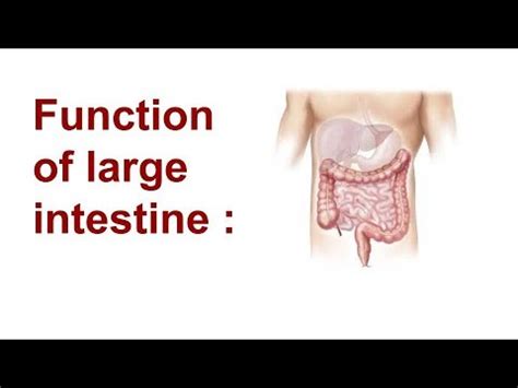 Function Of Large Intestine Class 10 | Bruin Blog