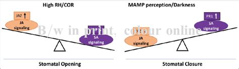 A Simplified Model Depicting Distinct Modulation Of Ja And Sa Signaling