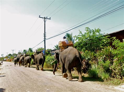 Exploring the Beauty of Champasak, Laos