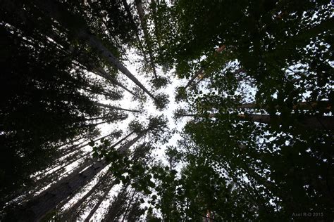 Telephone Pole Forest Adirondacks Axel Drainville Flickr