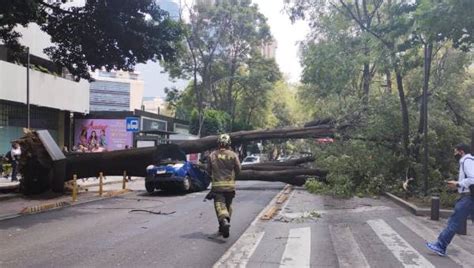 Cómo y dónde reportar un árbol que podría caer o se deba podar en CDMX