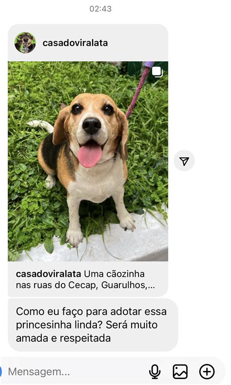 Casa Do Vira Lata On Twitter Claro Que Se N O Encontrarmos Fam Lia