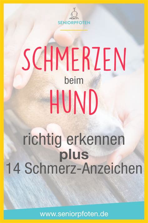 Schmerzen Beim Hund Richtig Erkennen Schmerz Anzeichen Artofit