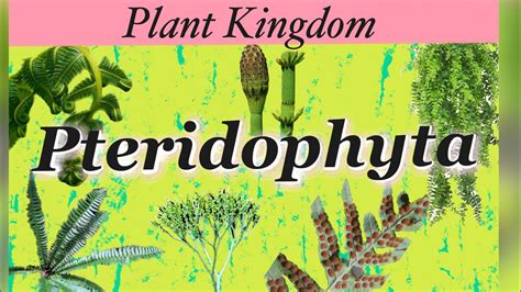 Pteridophytes Plant Kingdom One Shot NCERT PYQs Neet Neet2024