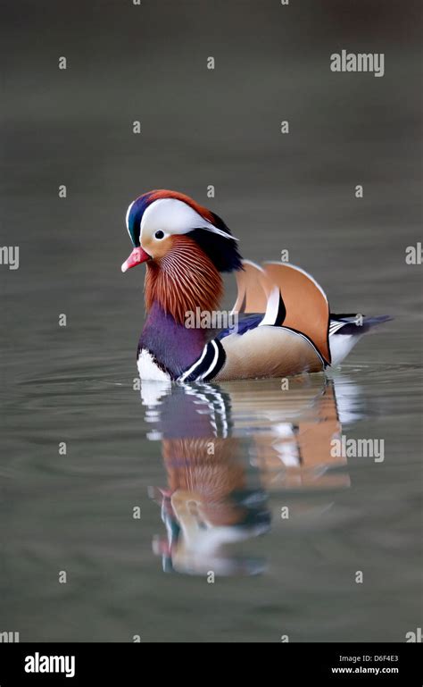 Asian duck species hi-res stock photography and images - Alamy