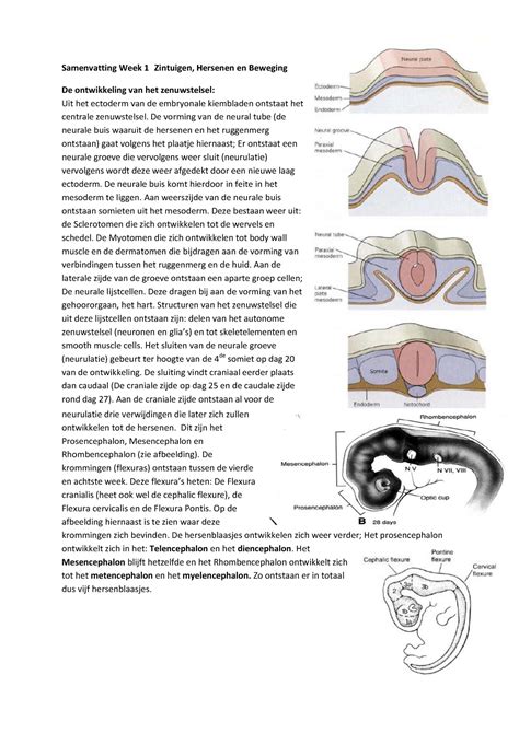 Samenvatting Week Zintuigen Hersenen En Beweging Samenvatting