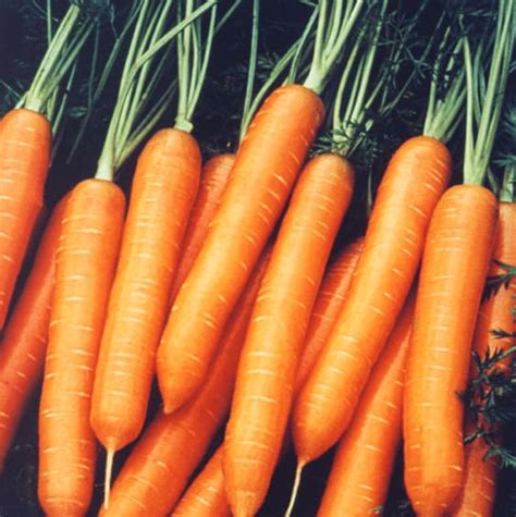 Supabunch Carrot Seed Activevista For Market Farm Garden