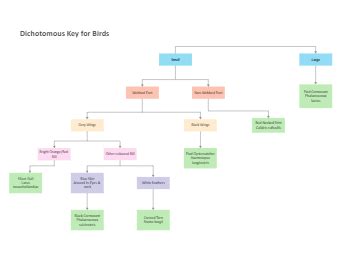 Dichotomous Key Templates EdrawMax Free Editable