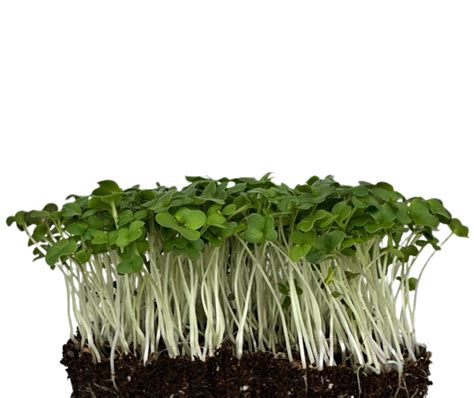 Mustard MicroGreens 30g – MiraFoods