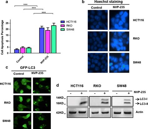 Effects Of Nvp Bez235 On Apoptosis And Autophagy A Cell Apoptosis Was Download Scientific