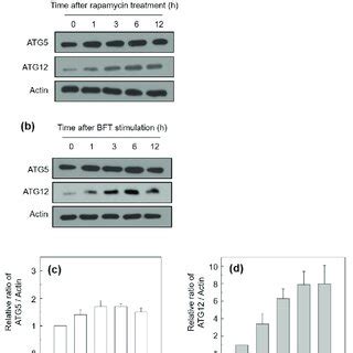 A B HCT 116 Cells Were Treated With BFT 300 Ng ML For The Indicated