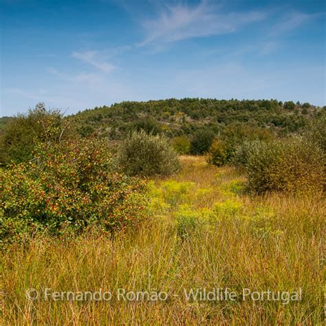 Serra Da Malcata Reserva Natural Wildlife Portugal