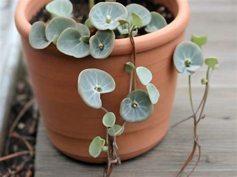 Ceropegia Woodii Cuidados Y Caracter Sticas De Esta Planta Trepadora