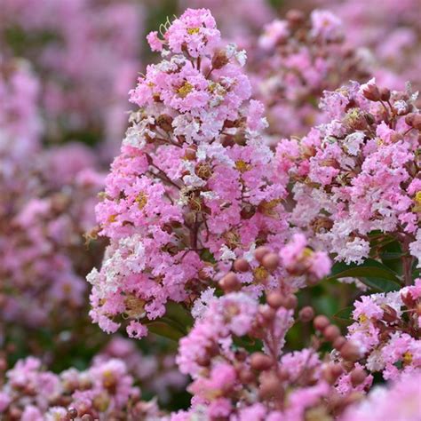 Lagerstroemia Indica Eveline C L Tous Les Arbres