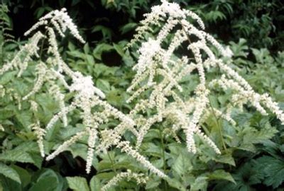 Astilbe Thunbergii Professor Van Der Wielen Pluimspirea