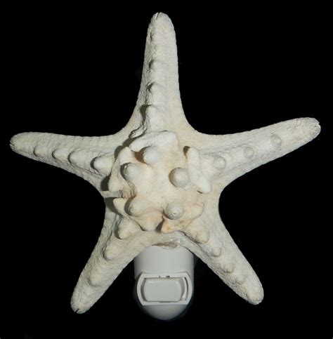 Shell Horizons Inc Product Details White Knobby Star Nitelite