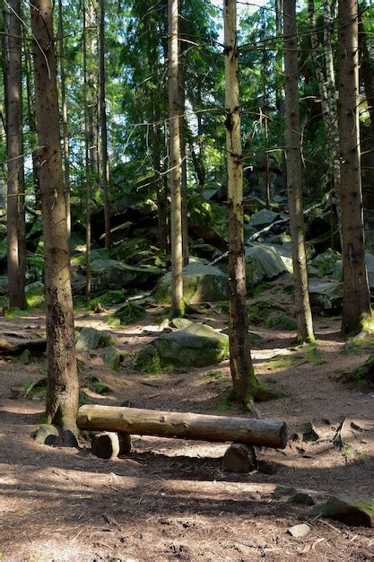 En el bosque con el telón de fondo de los árboles se encuentra un banco