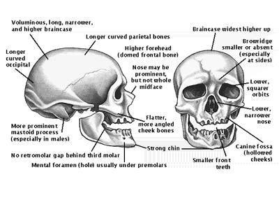 homo sapiens  body morphology matter