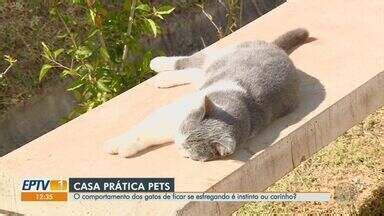 Jornal Da Eptv Edi O Ribeir O Preto O Que Fazer Quando Gatos