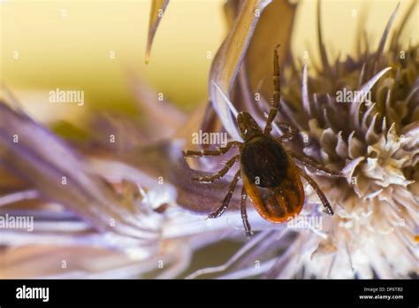 The Castor Bean Tick Ixodes Ricinus Stock Photo Alamy