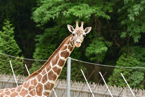 Reticulated Giraffe | The Maryland Zoo