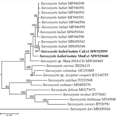 Phylogenetic Tree Of Selected Sarcocystis Spp Based On Internal