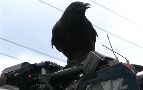 Famous Canadian Crow Steals Evidence From Crime Scene