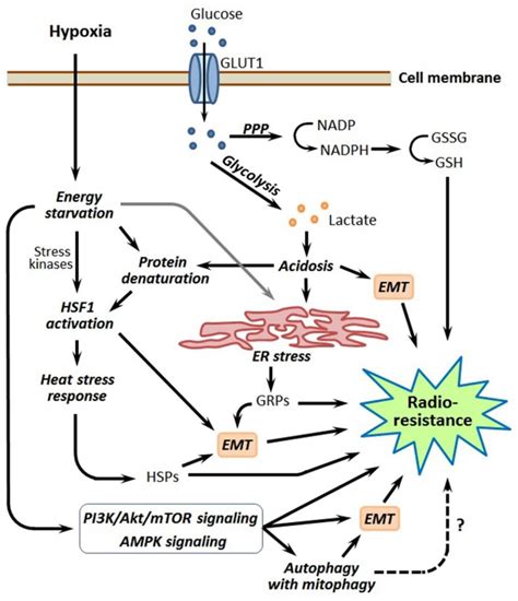 Simplified Scheme That Links Hypoxia Induced Energy Metabolism