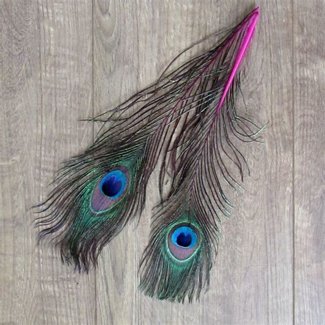 Pink Peacock Feathers Colour Wash