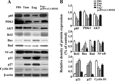 Effect Of Eugenol Eug On The Expressions Of Key Proteins P85 PDK1