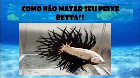 Como Cuidar Do Seu Peixe Betta YouTube