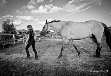 Equine Photography The Horses We Love Flickr