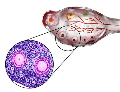 Ovarian Follicles 5 Photograph By Kateryna Kon Science Photo Library