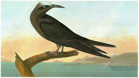 Audubon Noddy Painting By Granger Fine Art America