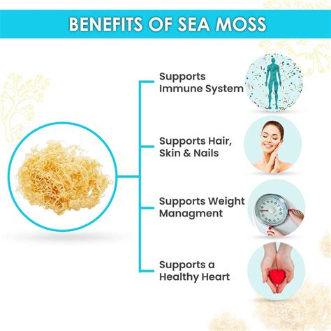 Organic Raw Irish Sea Moss Dr Sebi Inspired Enriched With Minerals