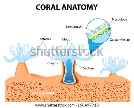 Structure Coral Polyp Coral Anatomy Coral Stock Vector (Royalty Free ...