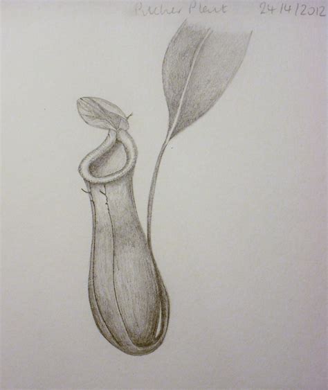 Drawings Of Botanical Things Pitcher Plant Nepenthes