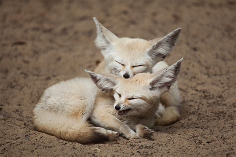 WWF Gift Guide: Adopt fennec fox - WWF.CA