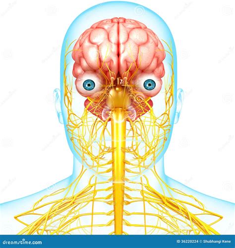 Male Brain Anatomy With Nervous System Stock Images Image 36220224