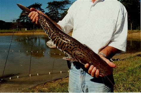 Como Fazer Um Criatorio De Peixe