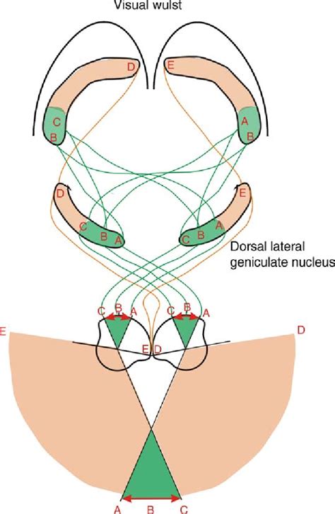 Figure From What Is Binocular Vision For A Birds Eye View