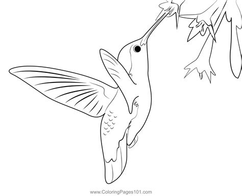 Hummingbird Beautiful Coloring Page for Kids - Free Swifts and Hummingbirds Printable Coloring ...